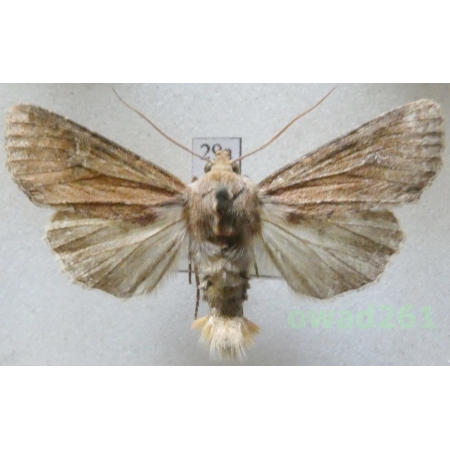 Apamea lateritia (Hufnagel, 1766) Czech29a